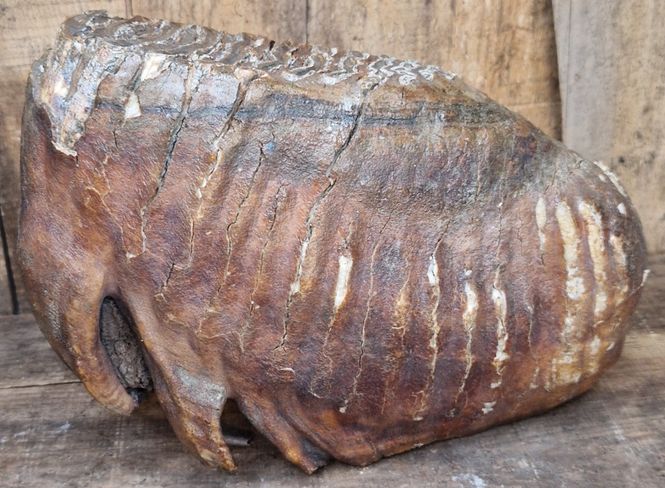 Hovedbilde Stor, flott jeksel av ullhåret mammut (minst 40,000 år)
