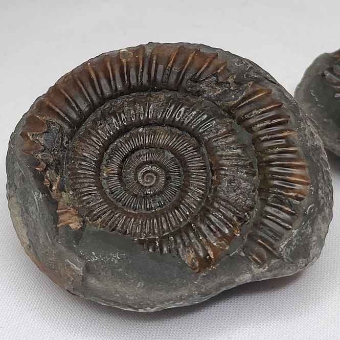 Hovedbilde Ammonitt (Dactylioceras sp.), delt nodul, Whitby, England