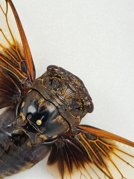 Hovedbilde Sangsikade (Cryptotympana nitidula), ramme: 15 x 12 x 5,4 cm