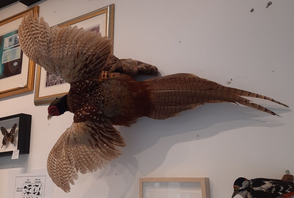 Fasan (Phasianus colchicus), utstoppet