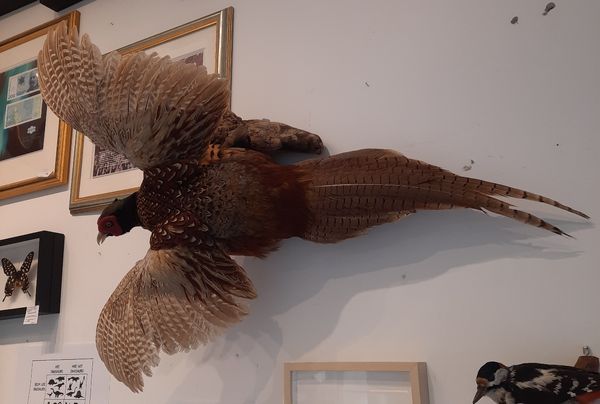 Hovedbilde Fasan (Phasianus colchicus), utstoppet