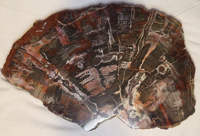 Hovedbilde Skive av fossilt bartre (konifer) fra triasperioden