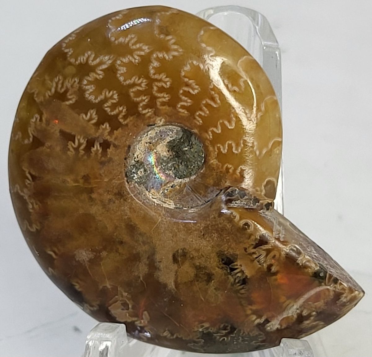 Polert fossil ammonitt fra krittperioden, ca. 110 mill. år