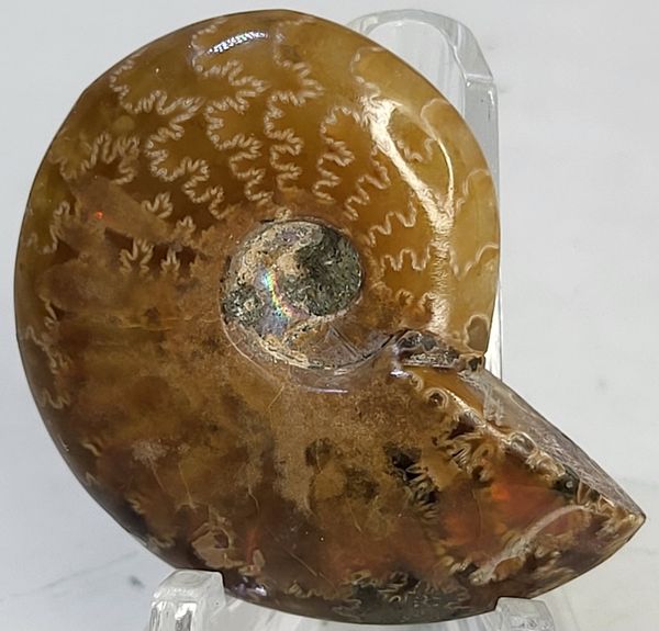 Hovedbilde Polert fossil ammonitt fra krittperioden, ca. 110 mill. år