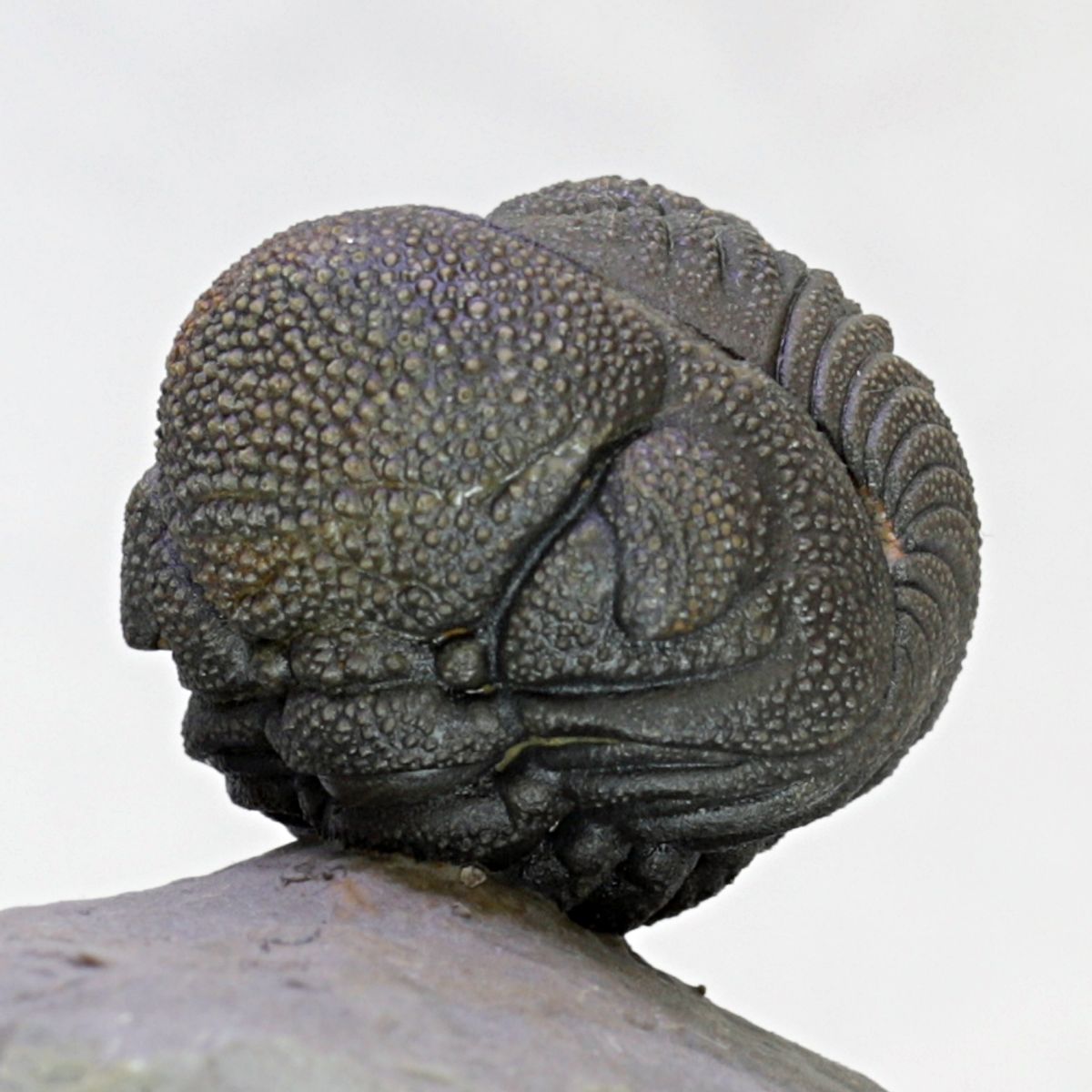 SOLGT! Trilobitt (Morocops sp.), sammenrullet