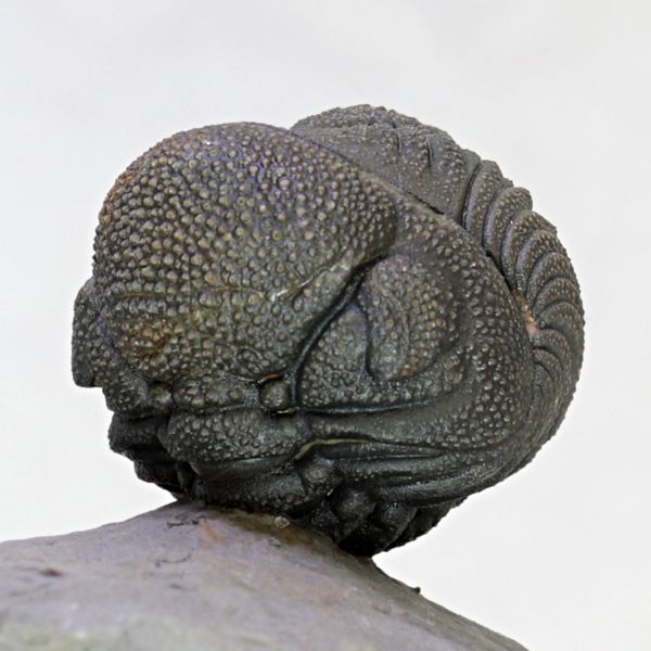Hovedbilde SOLGT! Trilobitt (Morocops sp.), sammenrullet