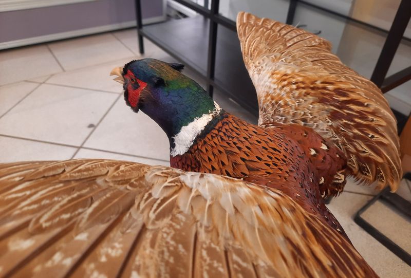 Fasan (Phasianus colchicus), utstoppet