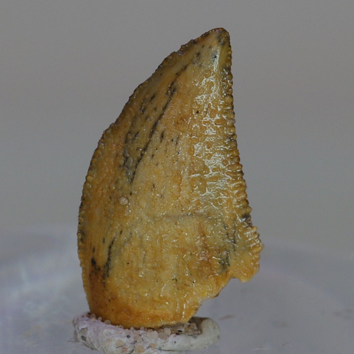 Uidentifisert rovdinosaurtann (94-101 mill år)