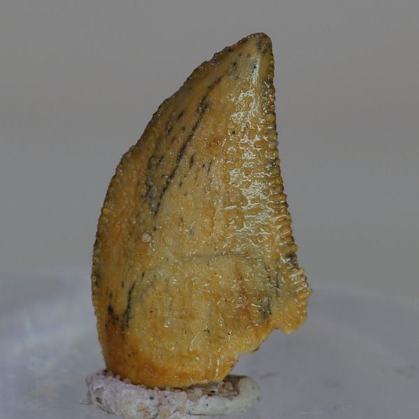 Hovedbilde Uidentifisert rovdinosaurtann (94-101 mill år)