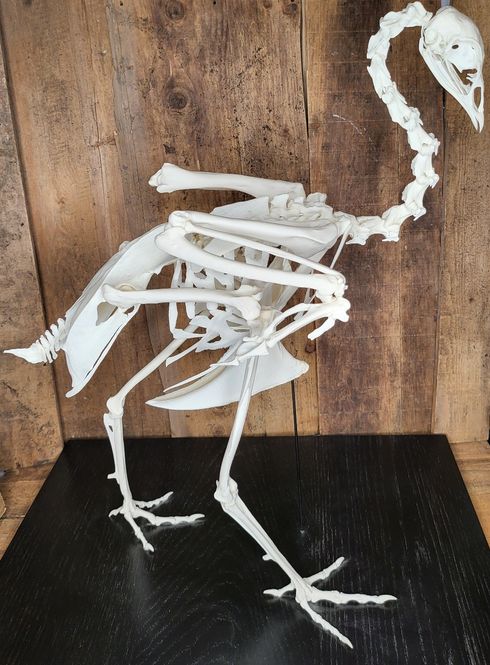 Hovedbilde Skjelett av kalkun (Meleagris gallopavo)