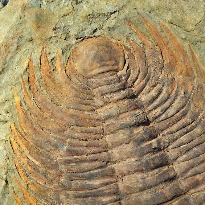 Hovedbilde Kjempetrilobitt (Acaparadoxides briareus)