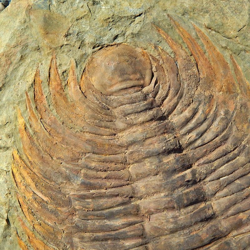 Kjempetrilobitt (Acaparadoxides briareus)