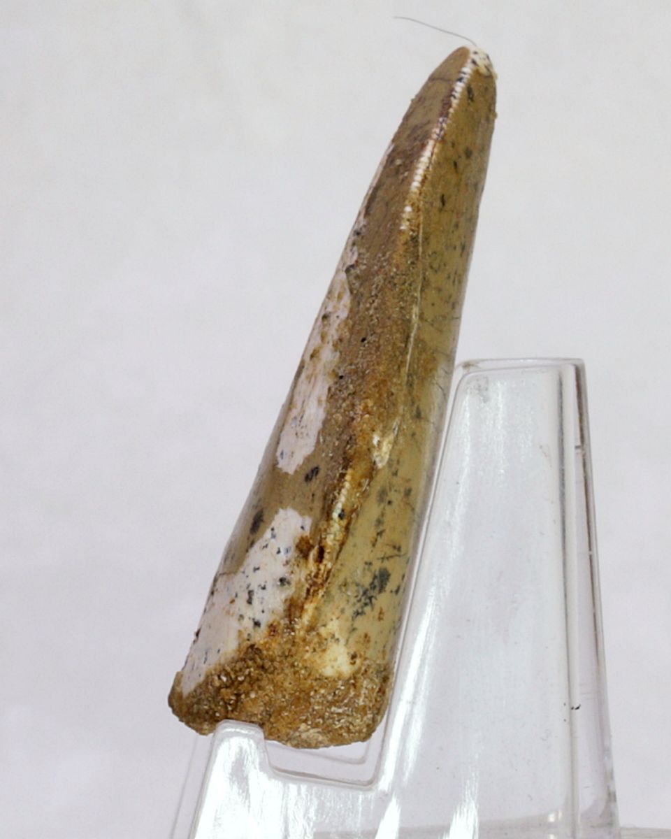 Carcharodontosaurus-tann, 5,1 cm