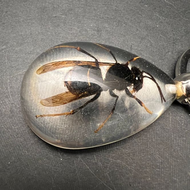Hovedbilde Nøkkelknippe med ekte stikkeveps (Vespidae sp.)