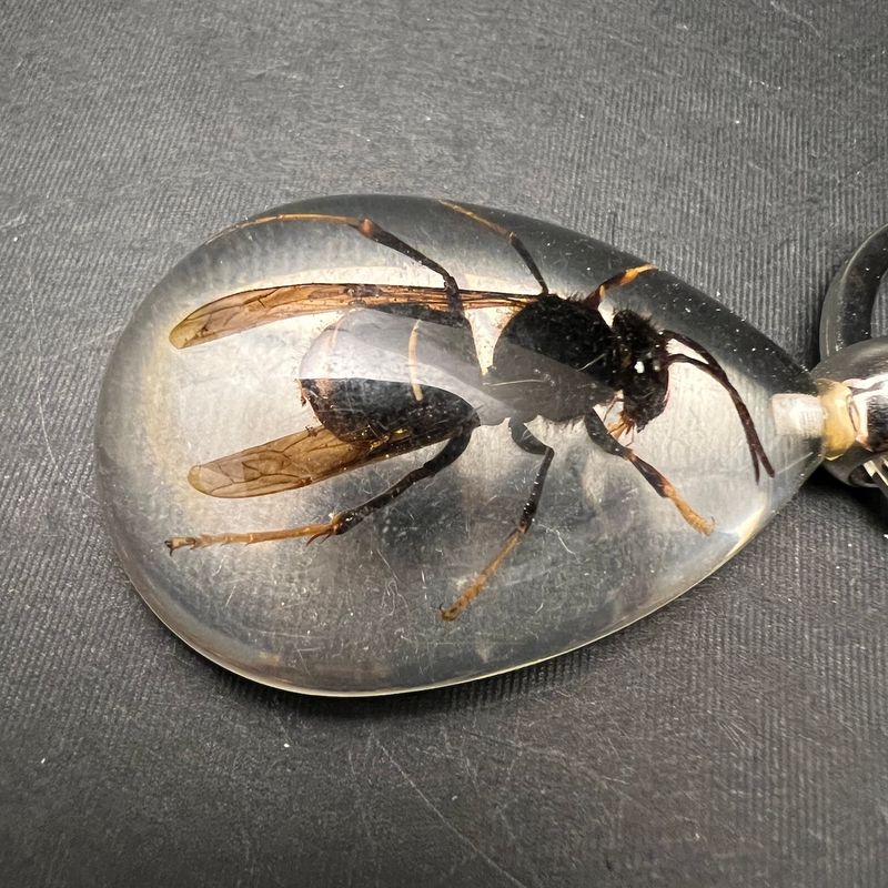 Nøkkelknippe med ekte stikkeveps (Vespidae sp.)