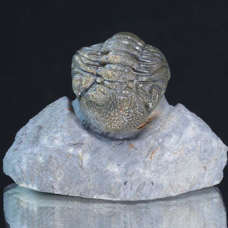 Trilobitt (Morocops forteyi)