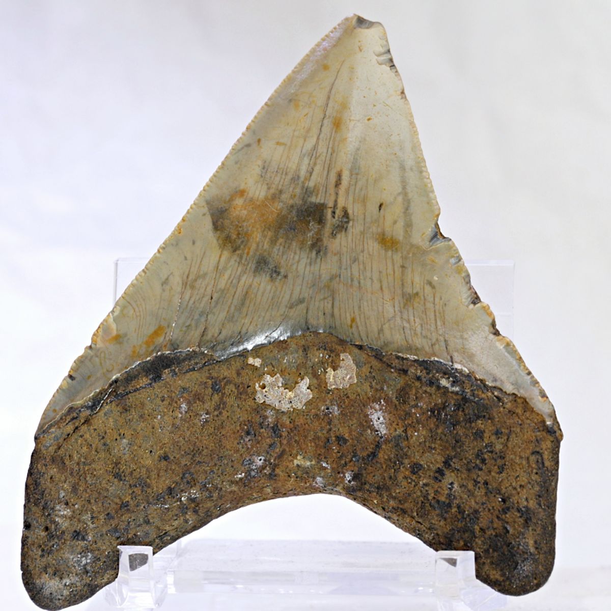 Megalodon-tann (9,1 cm), South Carolina, USA