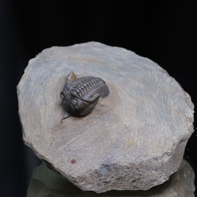 Hovedbilde  Trilobitt Pseudocryphaeus (Cryphina) sp., 410 mill. år