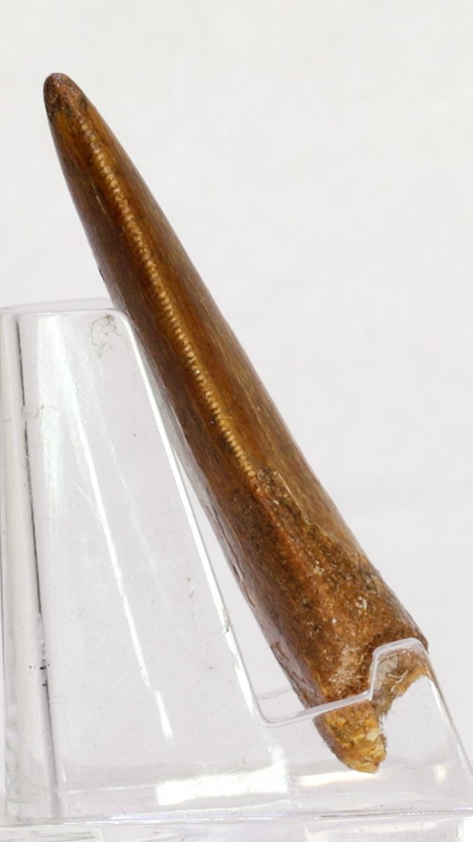 Carcharodontosaurus-tann, 5,4 cm