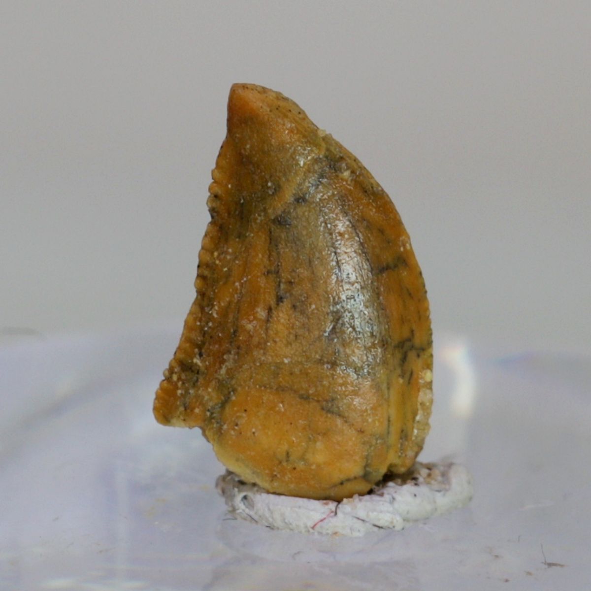 Uidentifisert rovdinosaurtann (94-101 mill år)