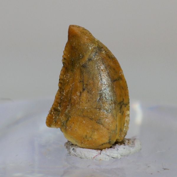 Hovedbilde Uidentifisert rovdinosaurtann (94-101 mill år)