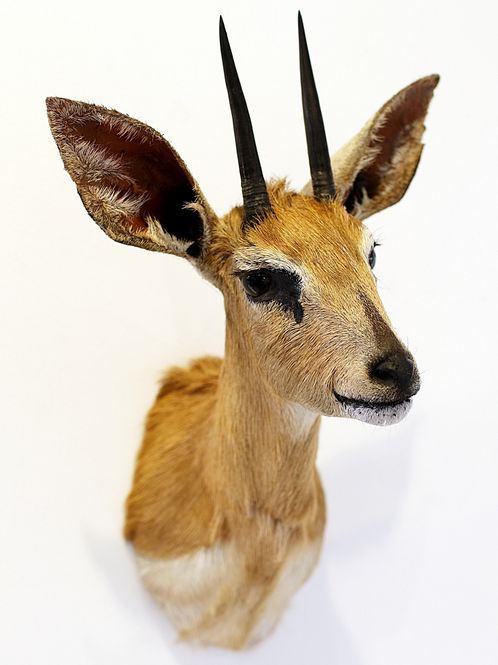 Hovedbilde Steenbok (Raphicerus campestris), hann, utstoppet