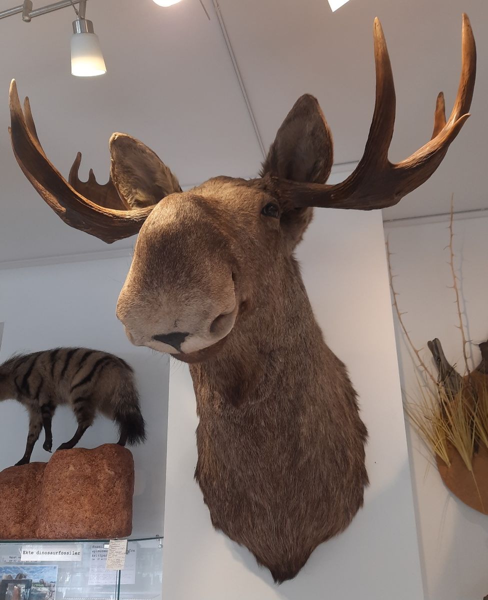 Stort elghode (Alces alces) med 14 tagger