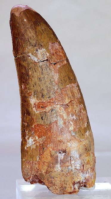 Hovedbilde Diger Carcharodontosaurus-tann! 9,6 cm