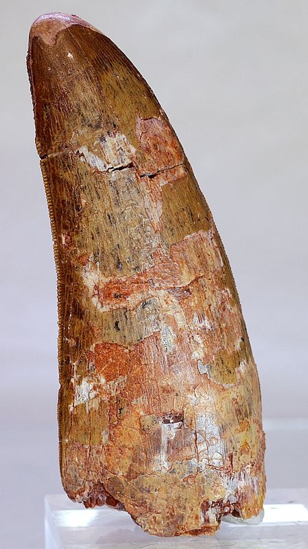 Diger Carcharodontosaurus-tann! 9,6 cm