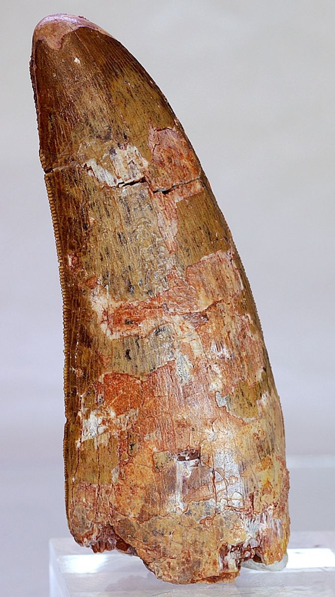 Diger Carcharodontosaurus-tann! 9,6 cm