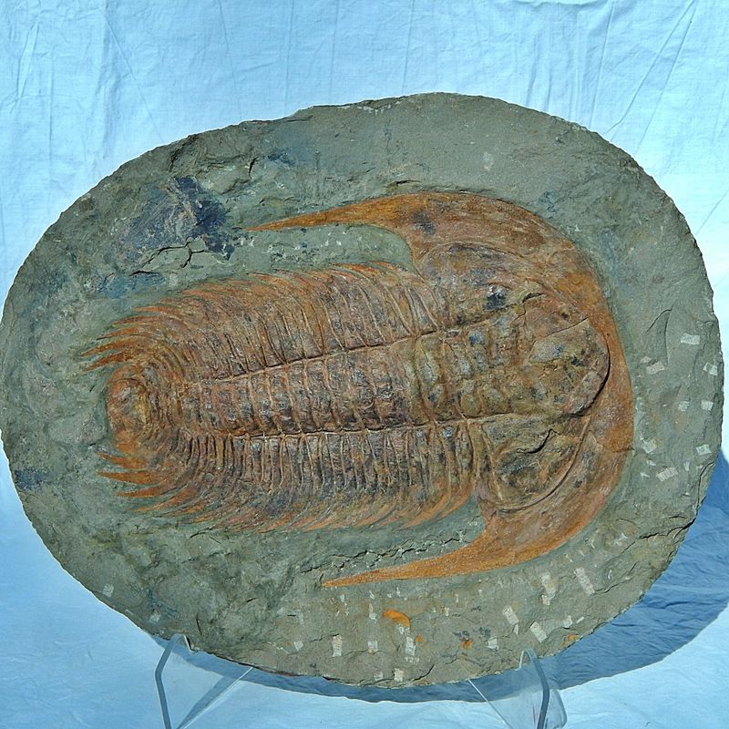 Kjempetrilobitt (Acaparadoxides briareus)