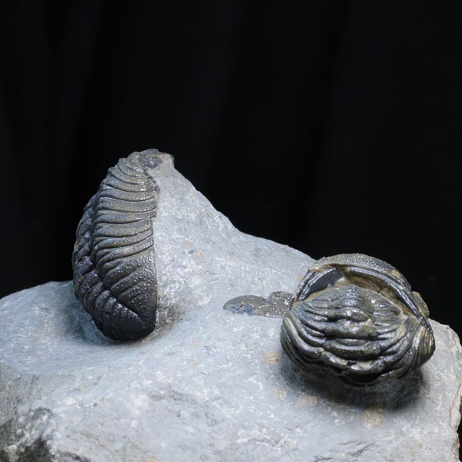 Hovedbilde Trilobitter (Morocops forteyi), flere individer, 400 mill. år