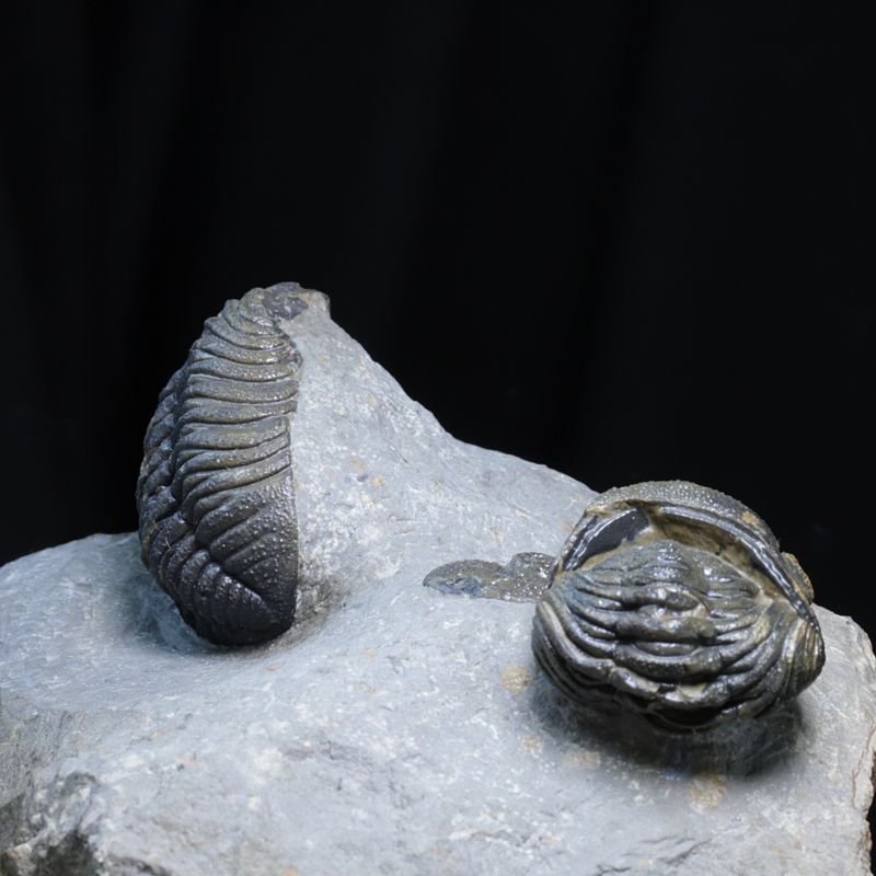 Trilobitter (Morocops forteyi), flere individer, 400 mill. år