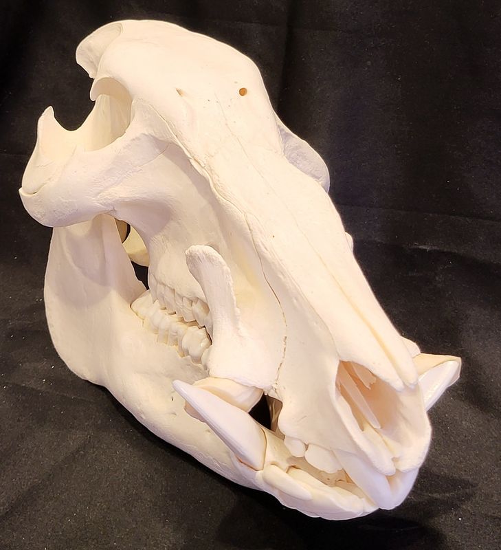 Busksvin (Potamochoerus larvatus), hann, hodeskalle
