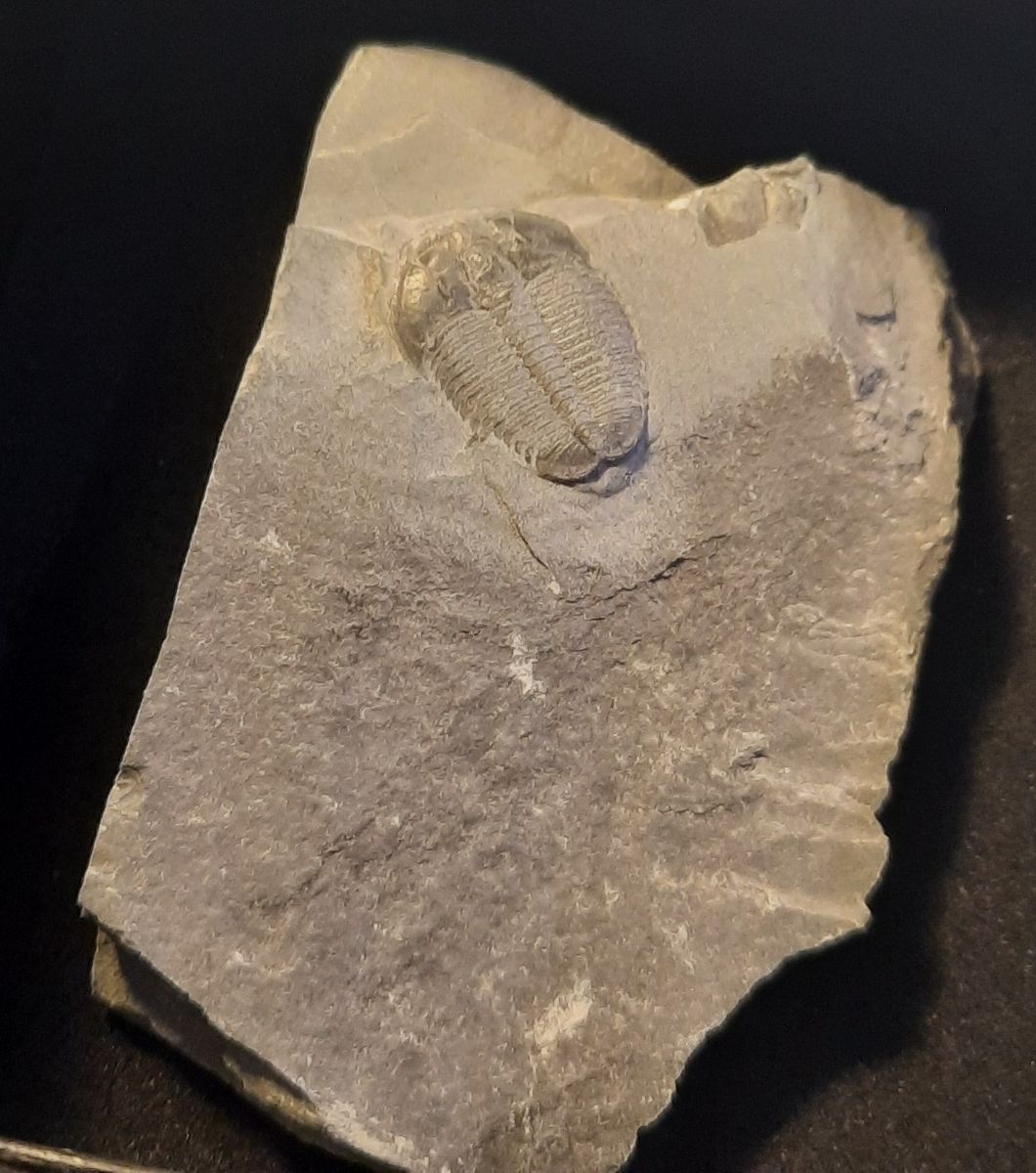 Trilobittfossil (Elrathia kingii), Utah, USA