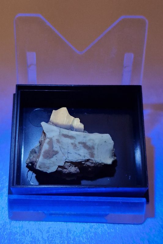 Oreodont sp. kjevedel (30 mill år)
