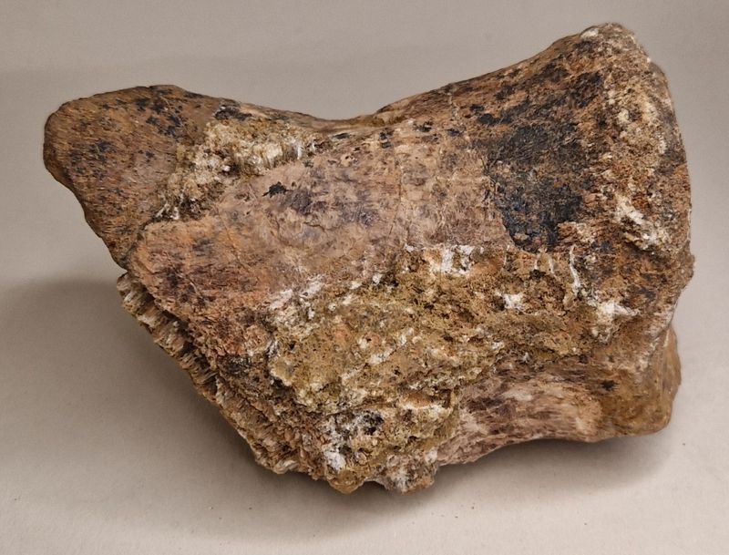 Theropod halevirvel (Kem kem-bassenget)