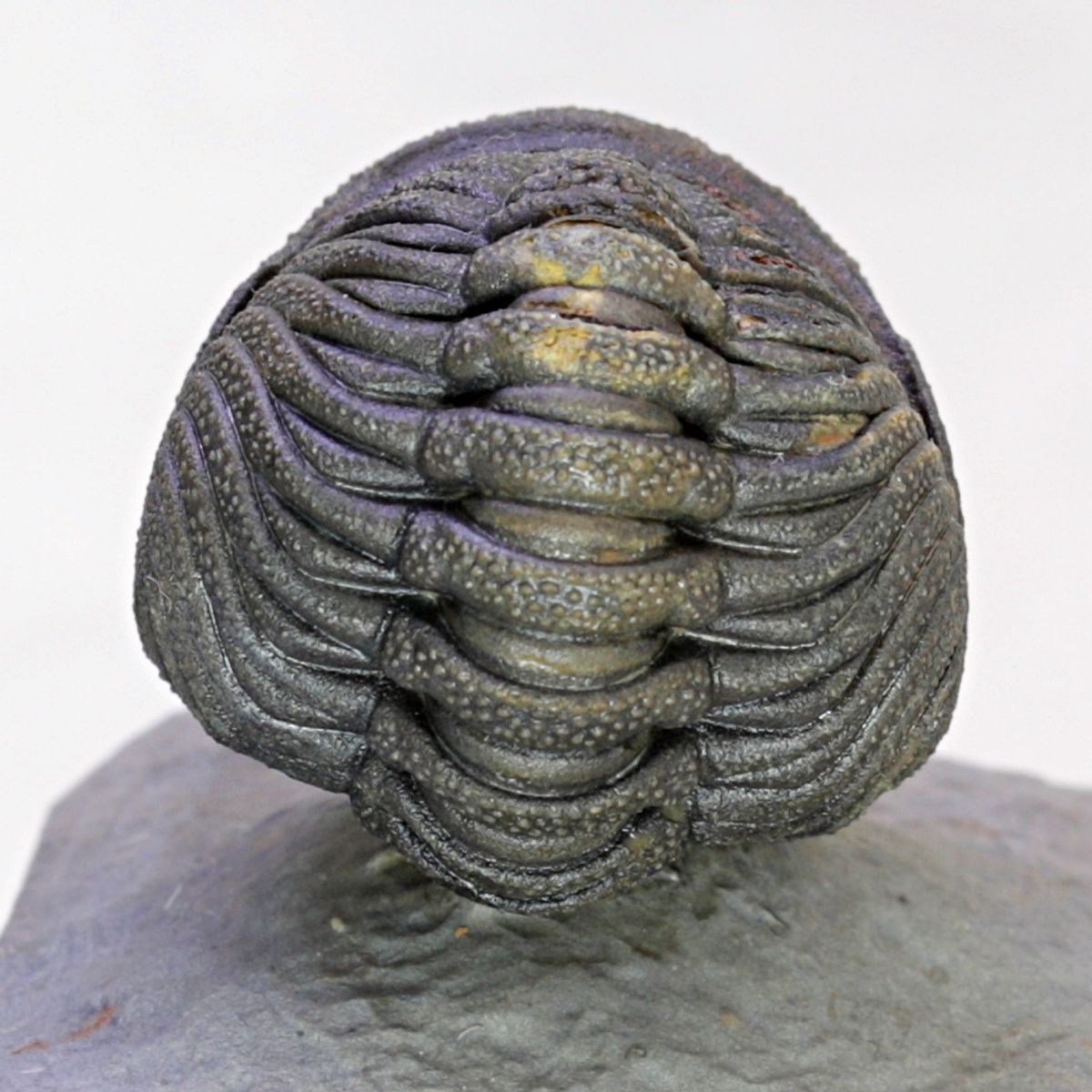 SOLGT! Trilobitt (Morocops sp.), sammenrullet
