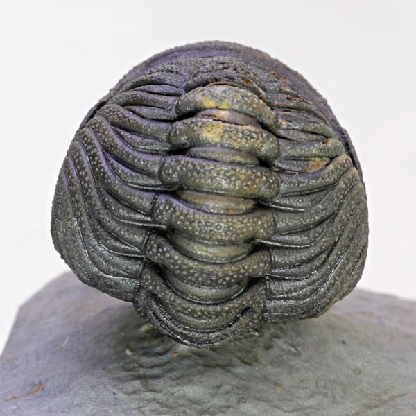 Hovedbilde SOLGT! Trilobitt (Morocops sp.), sammenrullet