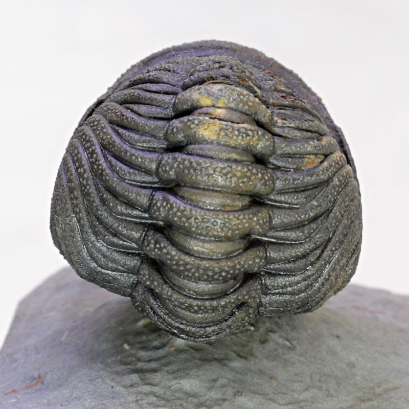 SOLGT! Trilobitt (Morocops sp.), sammenrullet