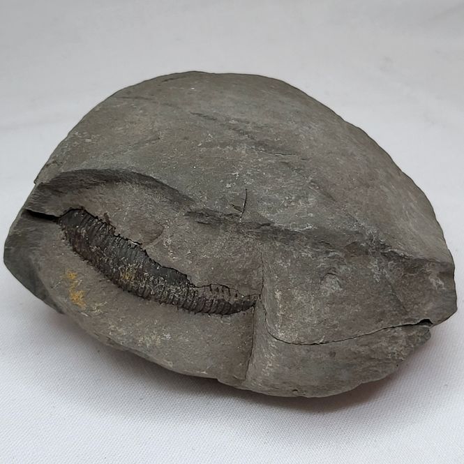 Hovedbilde Ammonitt (Dactylioceras sp.), delt nodul, Whitby, England