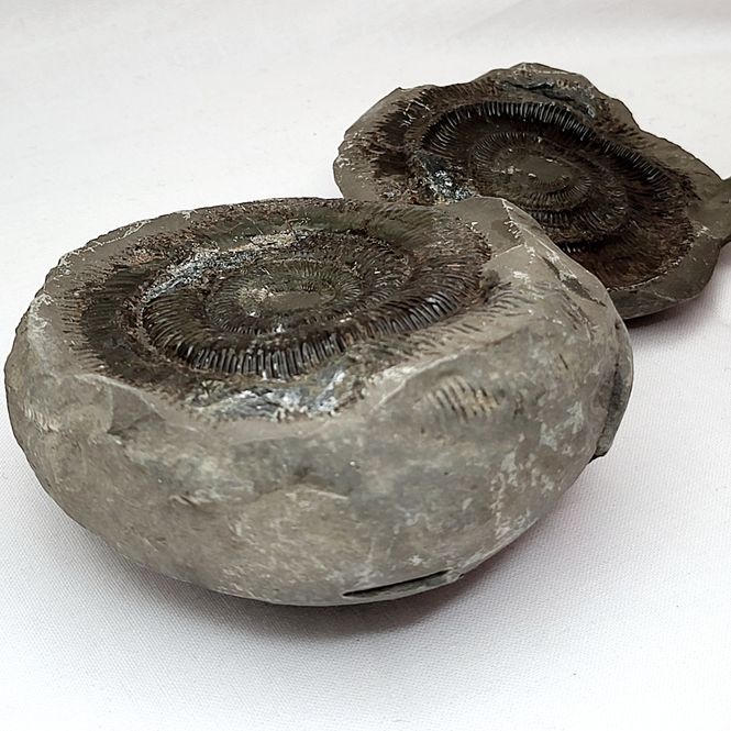 Hovedbilde Ammonitt (Dactylioceras sp.), delt nodul, Whitby, England